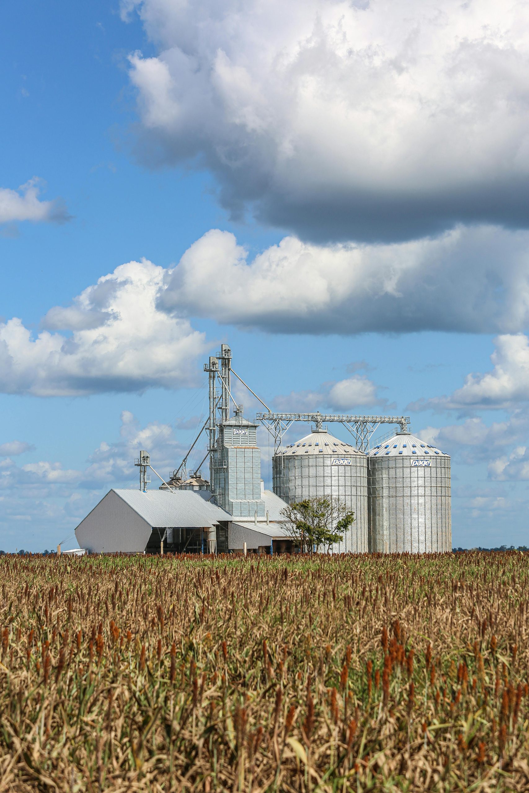 pexels-melquizedeque-31173021